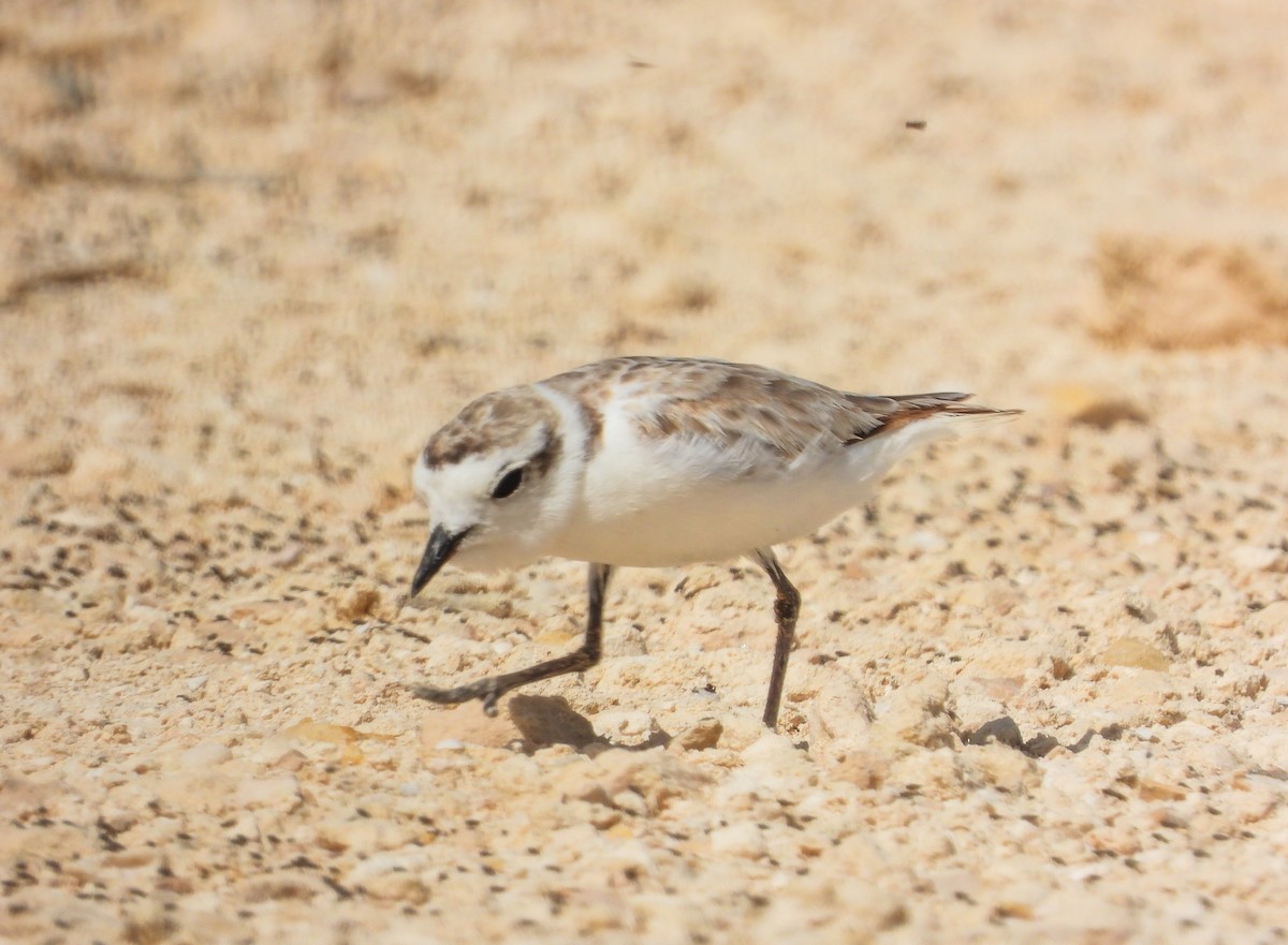 Snowy Plover - ML358522871