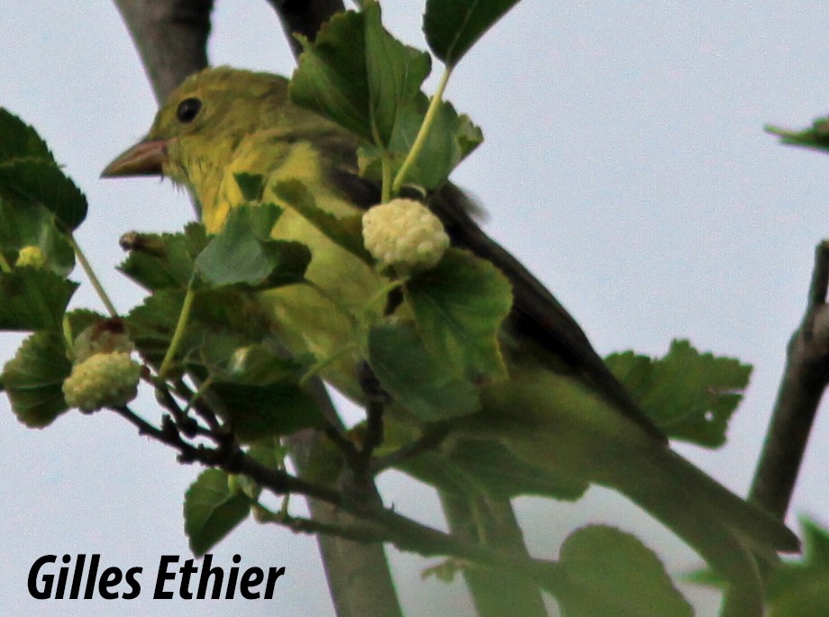 Scarlet Tanager - Gilles Ethier