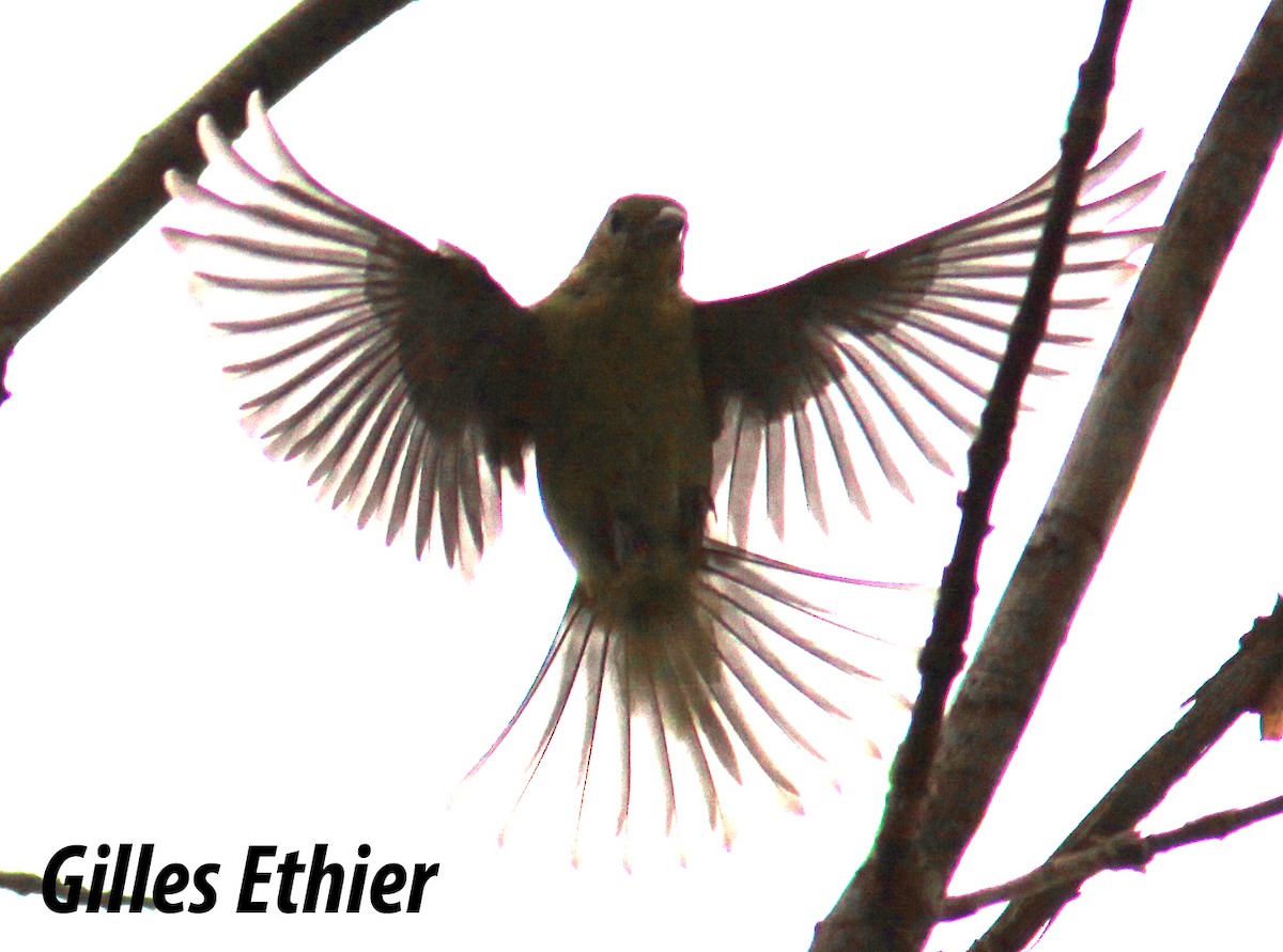 Scarlet Tanager - Gilles Ethier