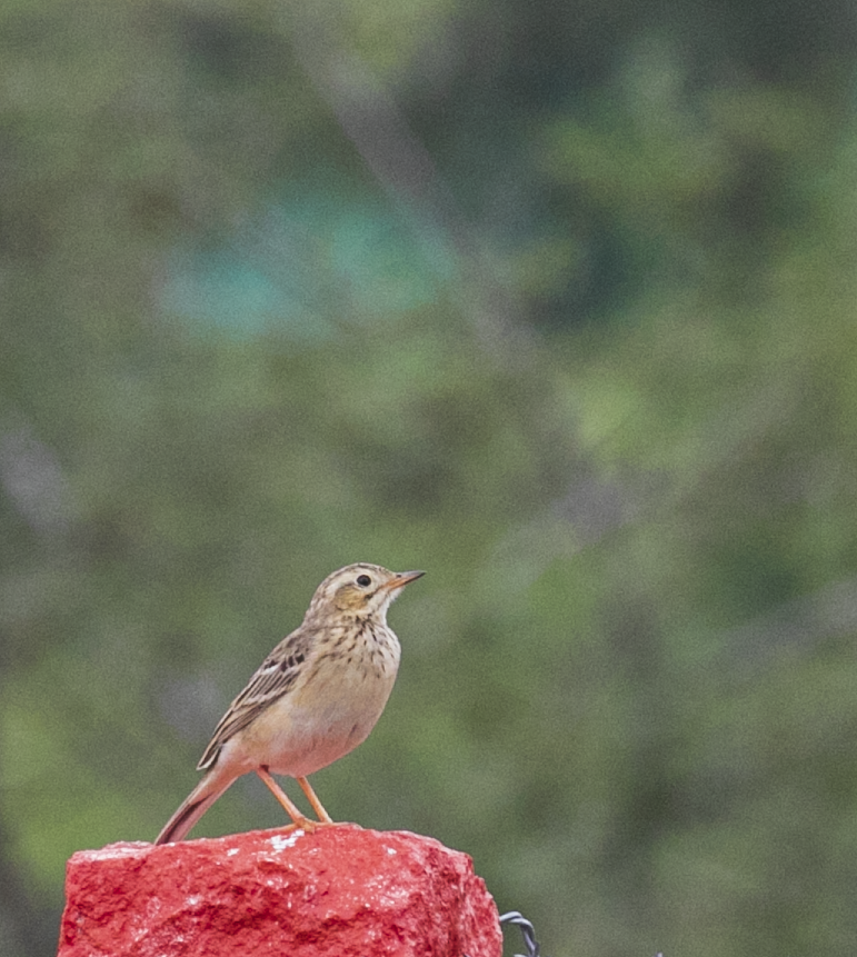 Годлевскийн шийхнүүхэй - ML358523841