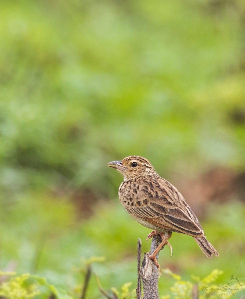 Jerdon's Bushlark - ML358523861