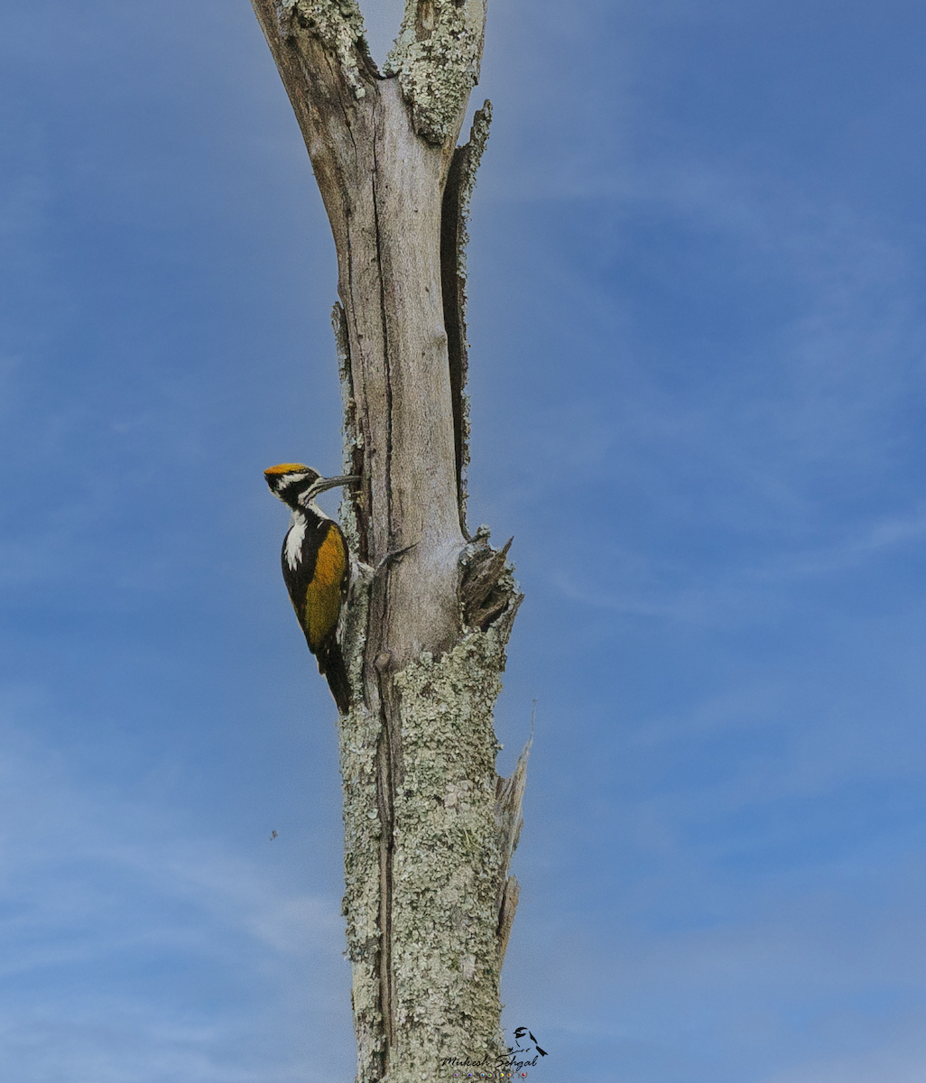 White-naped Woodpecker - ML358524311