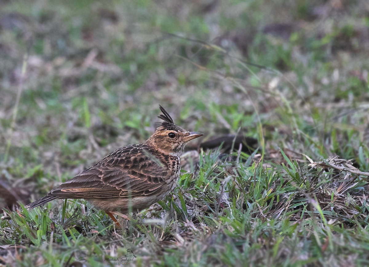 Malabar Lark - Mukesh  Sehgal