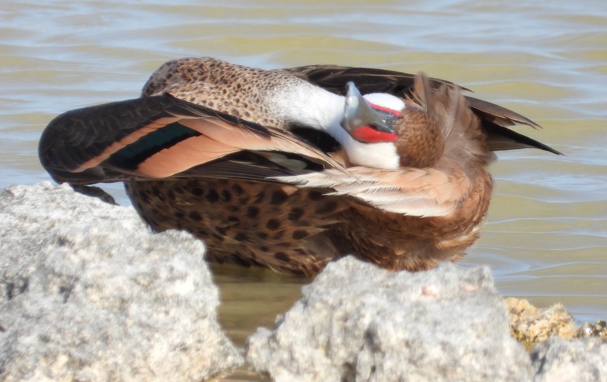 White-cheeked Pintail - Pam Rasmussen