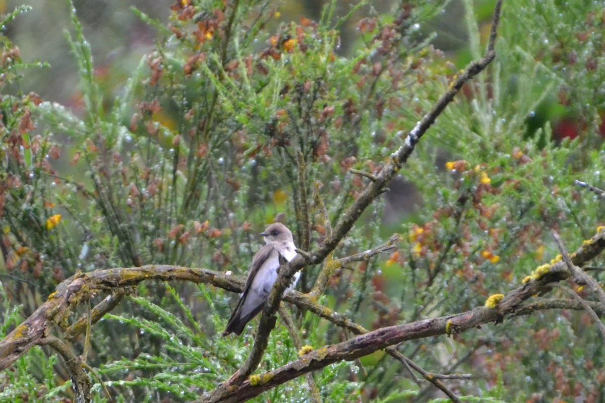 Hirondelle à ailes hérissées - ML358531571