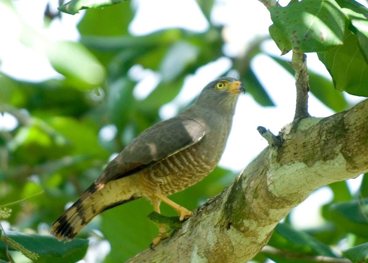 Roadside Hawk - ML35853171