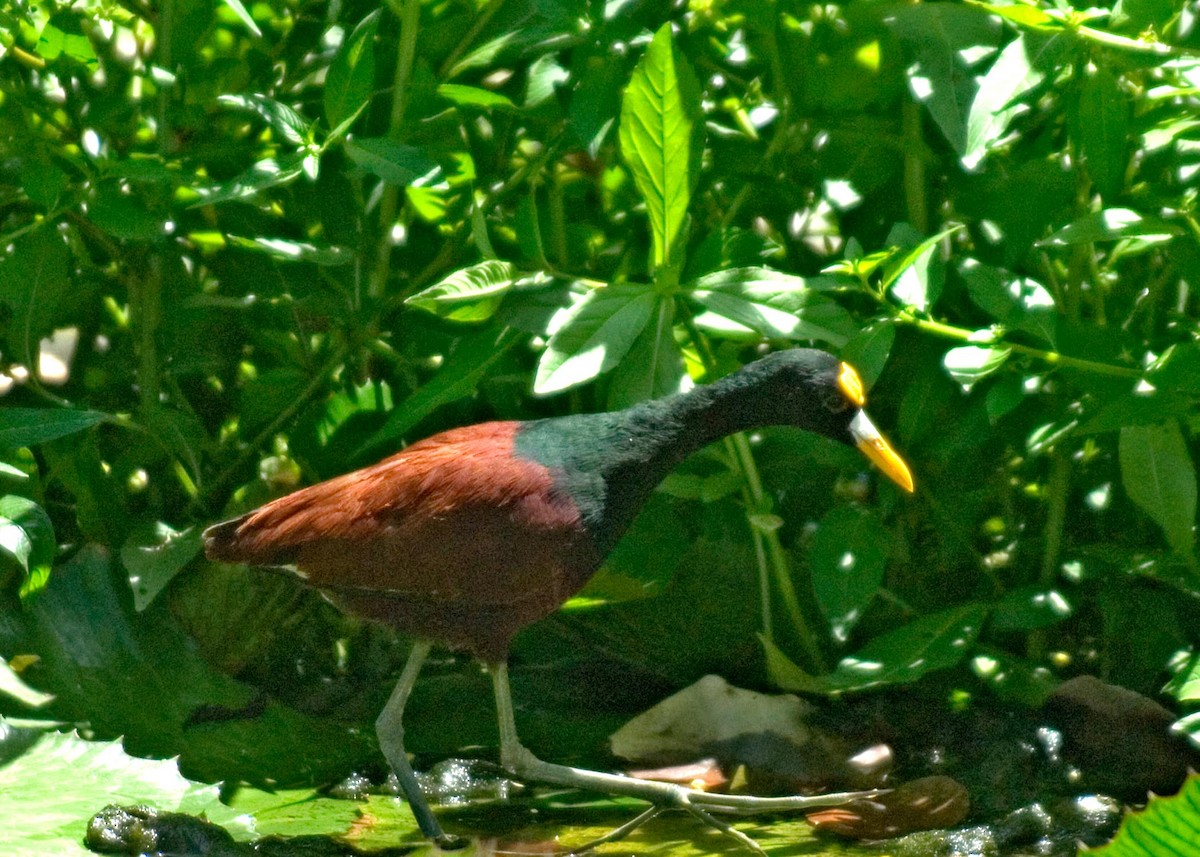 Jacana du Mexique - ML35853221