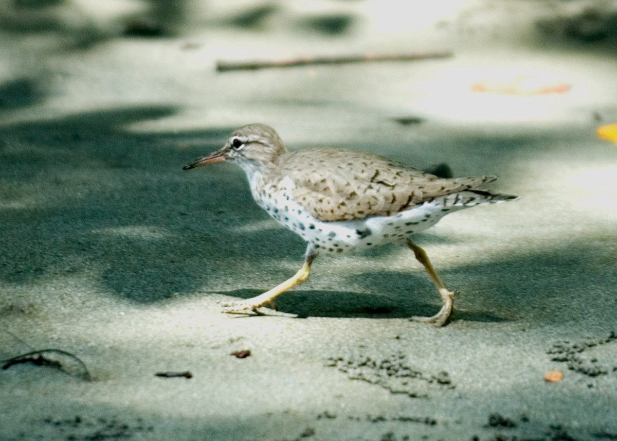 Spotted Sandpiper - ML35853231