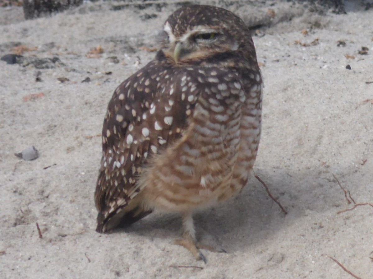 Burrowing Owl - ML358532461