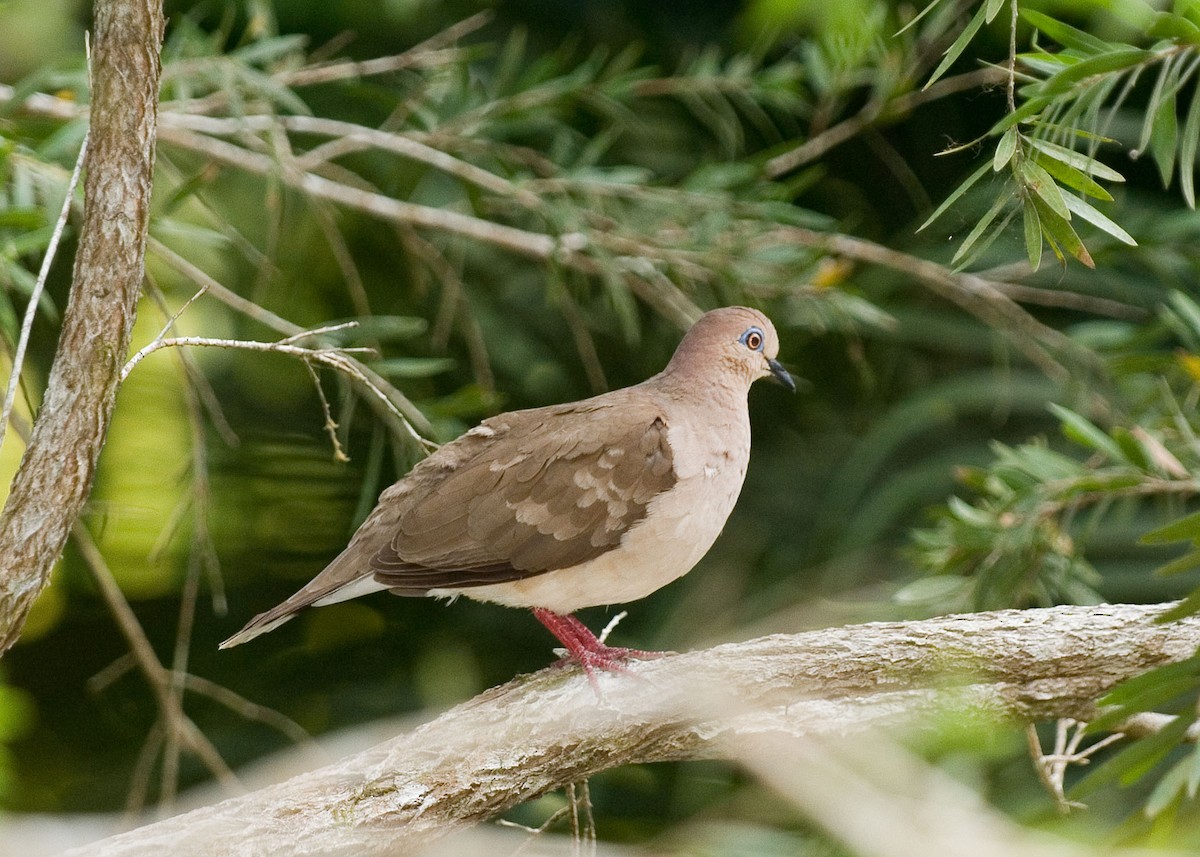 White-tipped Dove - ML35853261