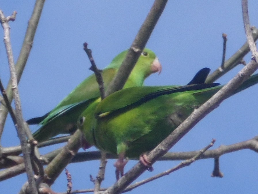 Plain Parakeet - ML358532631