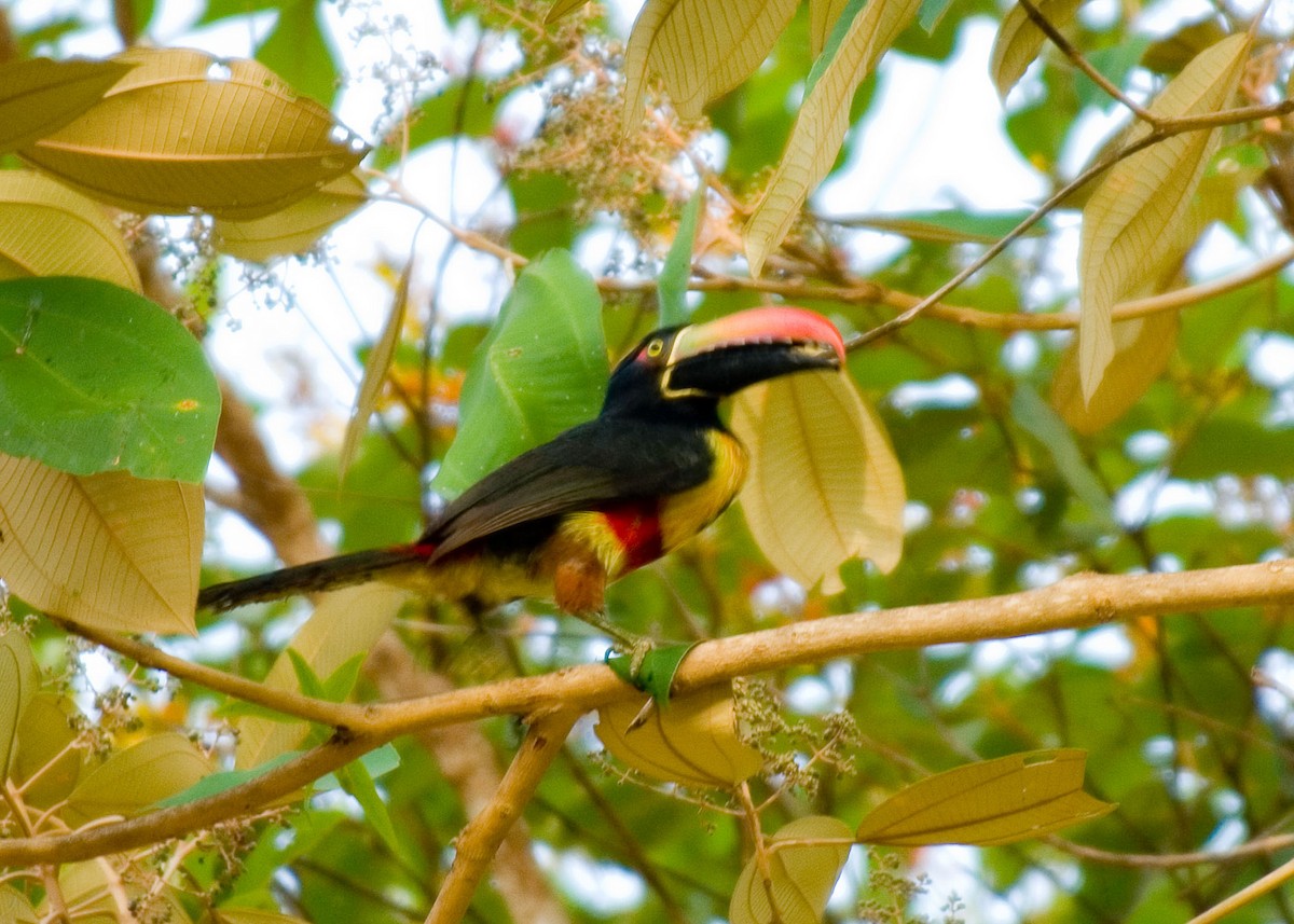 Fiery-billed Aracari - Russ Wigh