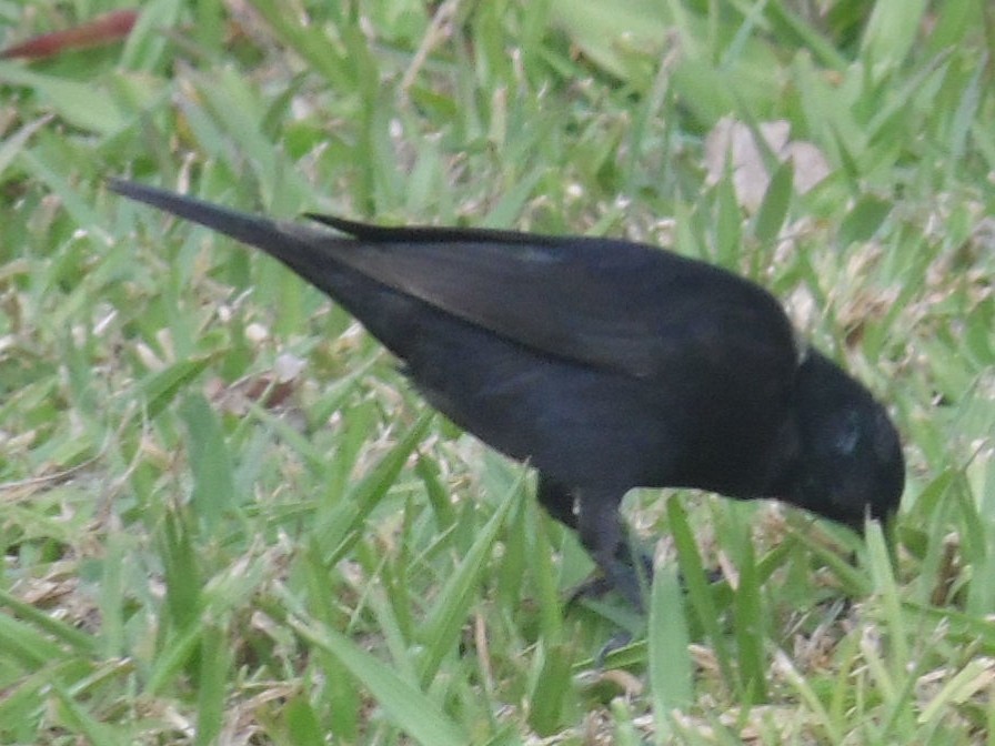 Shiny Cowbird - ML358532841