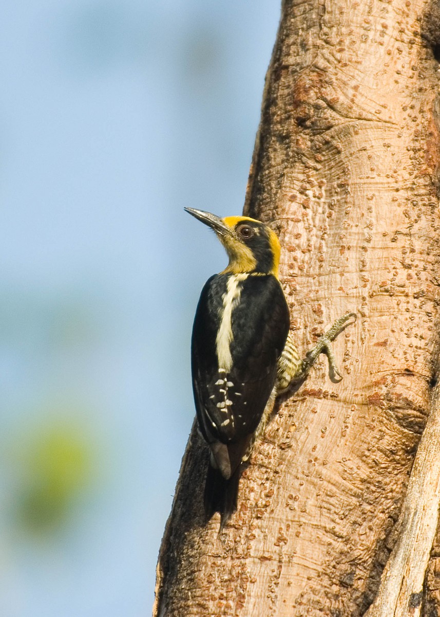 Carpintero Nuquigualdo - ML35853331