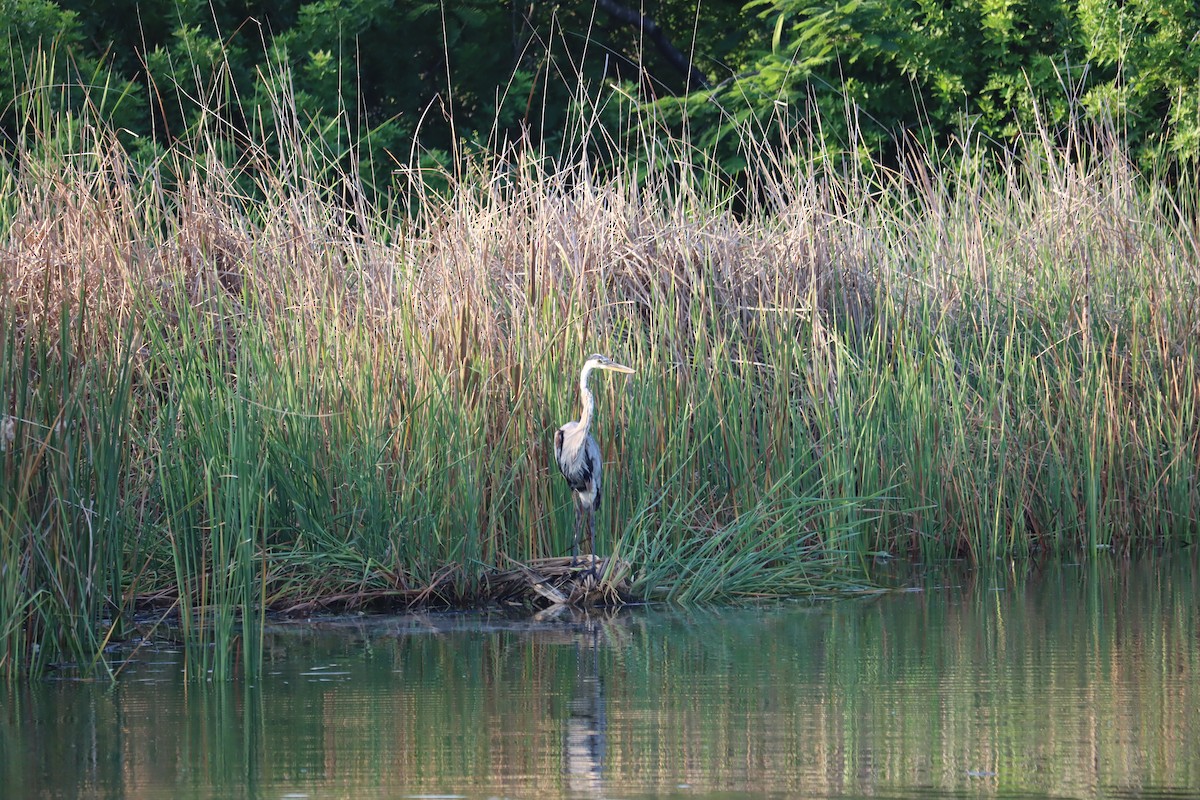 Great Blue Heron - ML358533511