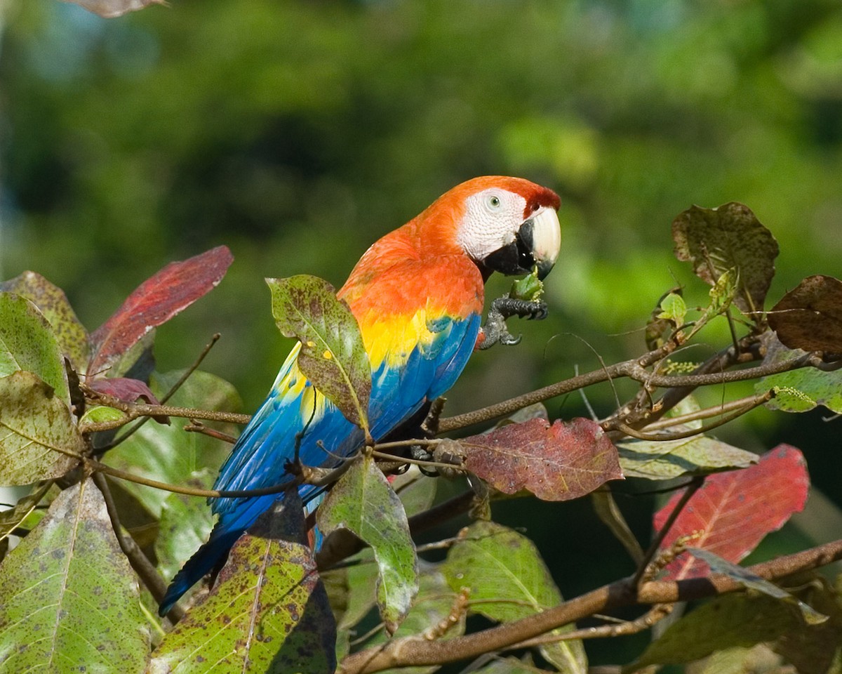 Scarlet Macaw - Russ Wigh