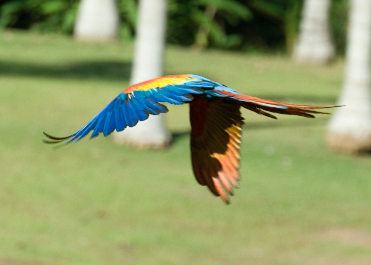 Scarlet Macaw - ML35853381