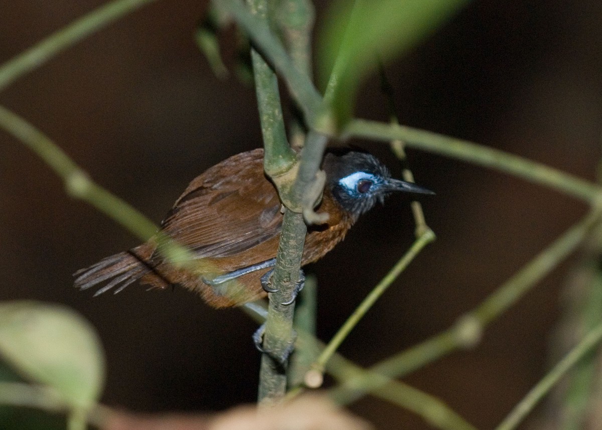 Chestnut-backed Antbird - ML35853401