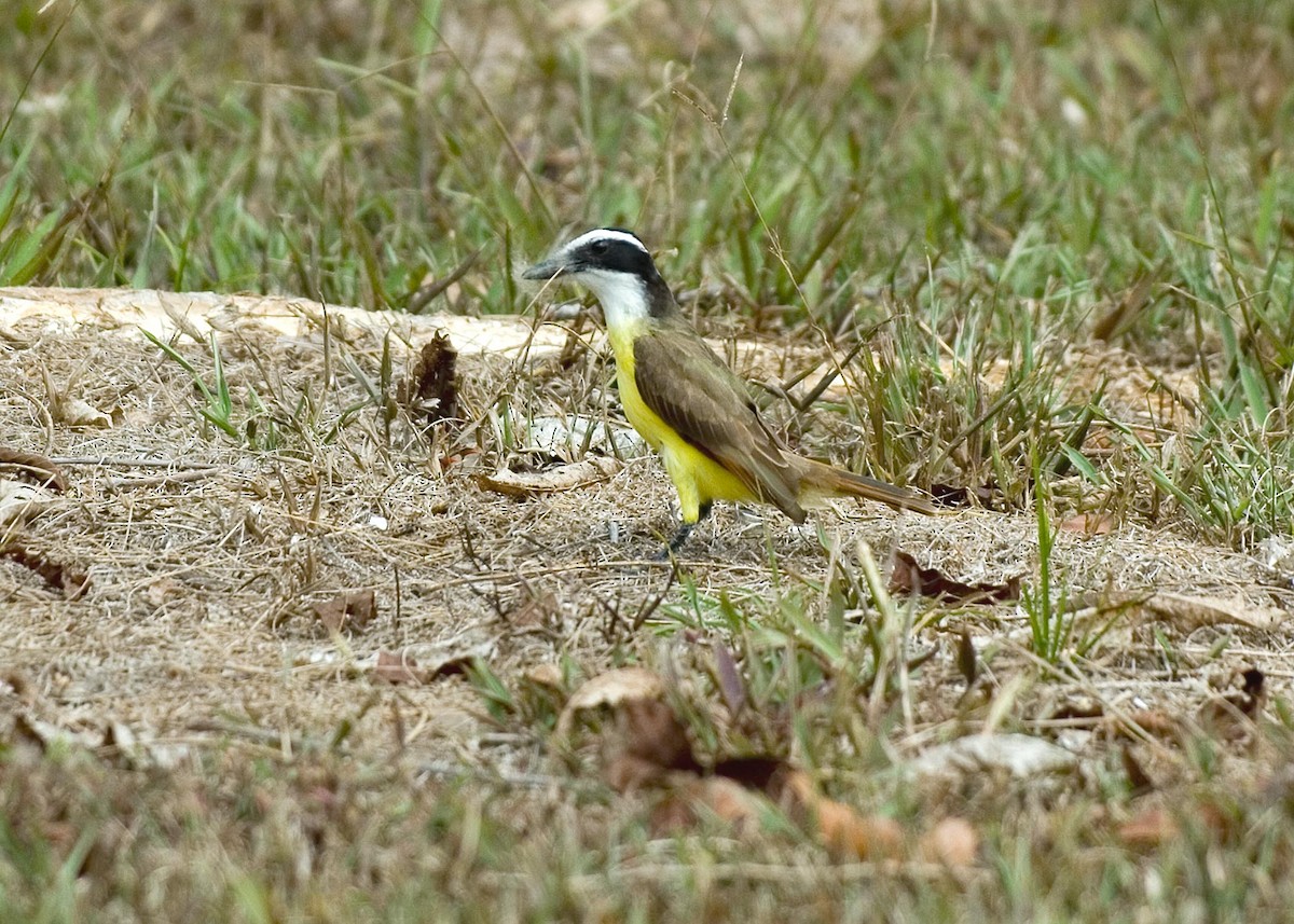 Boat-billed Flycatcher - ML35853411