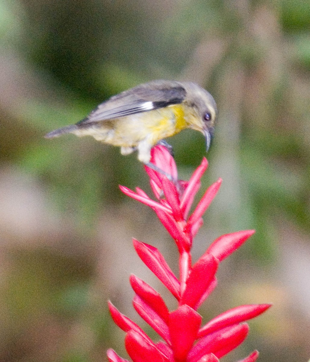 Bananaquit - ML35853451