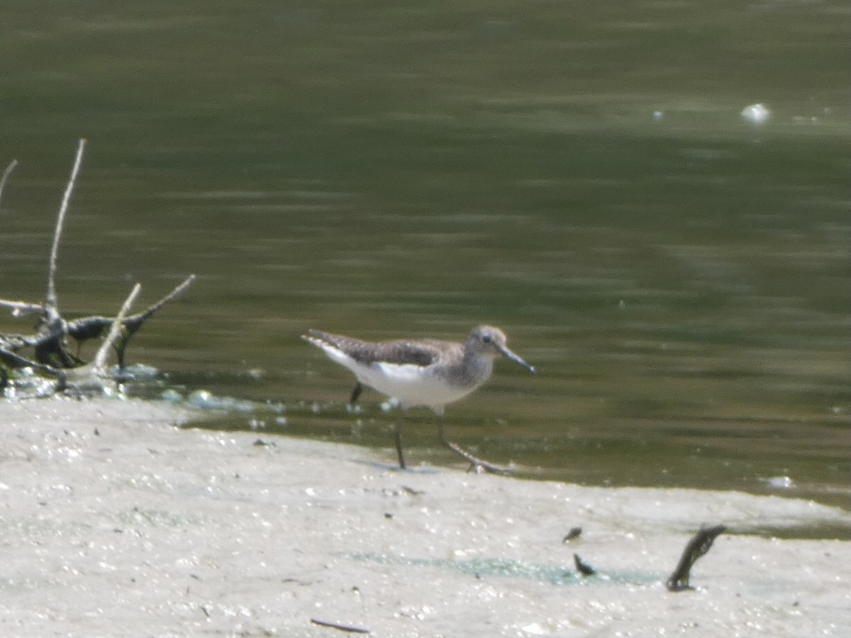 Solitary Sandpiper - ML358534651