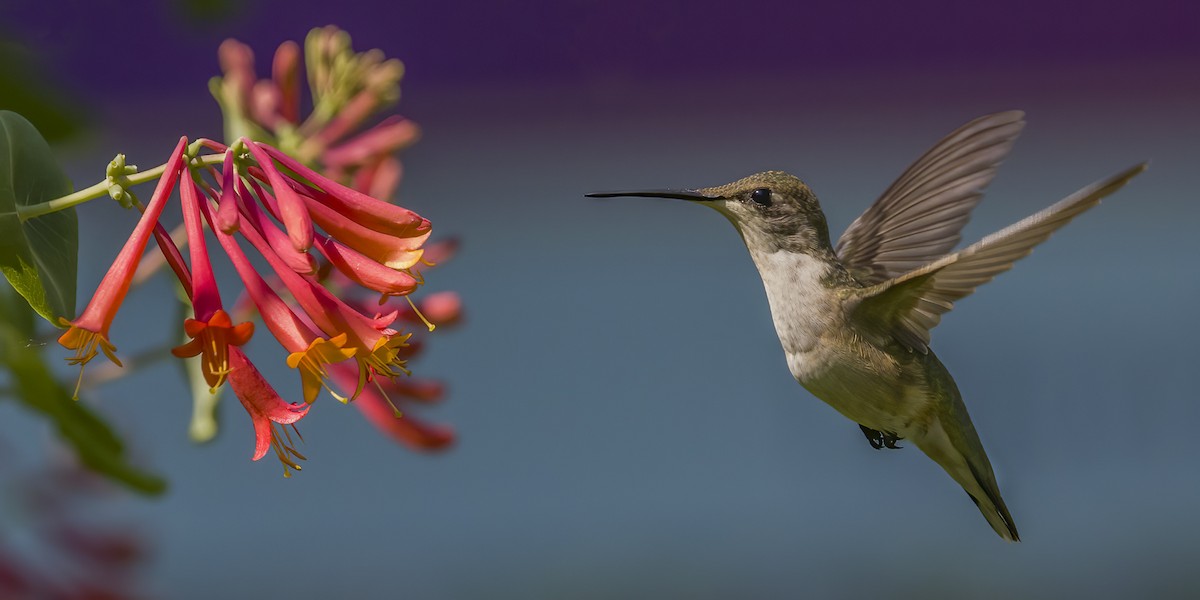 Ruby-throated Hummingbird - Jorge Montalvo