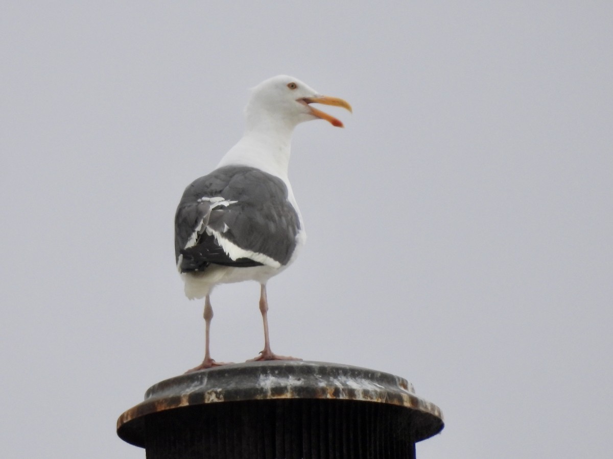 Western Gull - ML358538191