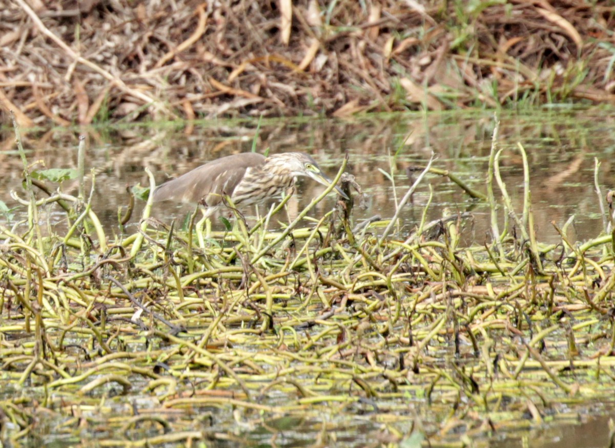 アカガシラサギ - ML35853921