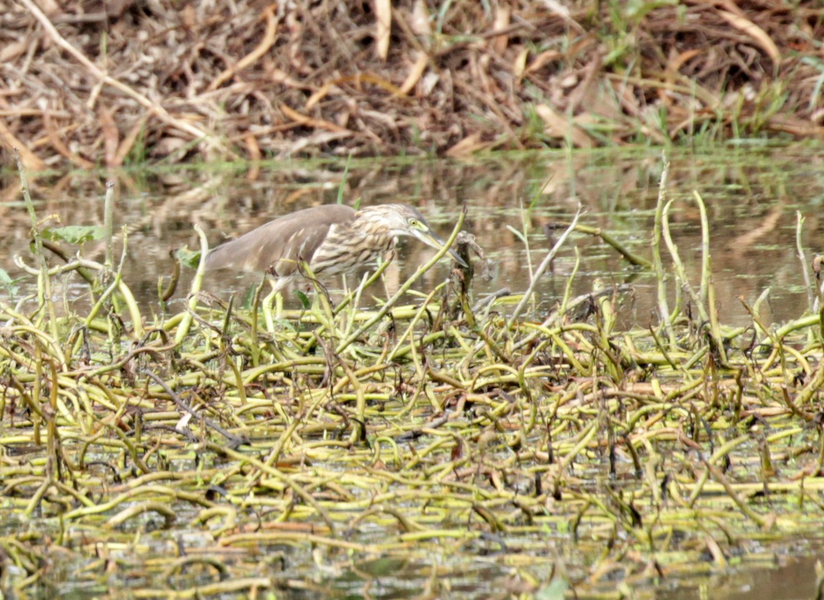 Chinese Pond-Heron - ML35853921