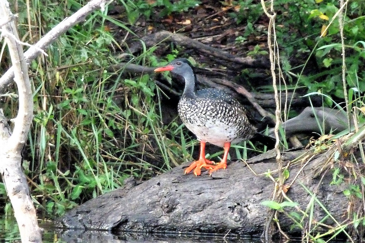 African Finfoot - ML358539861