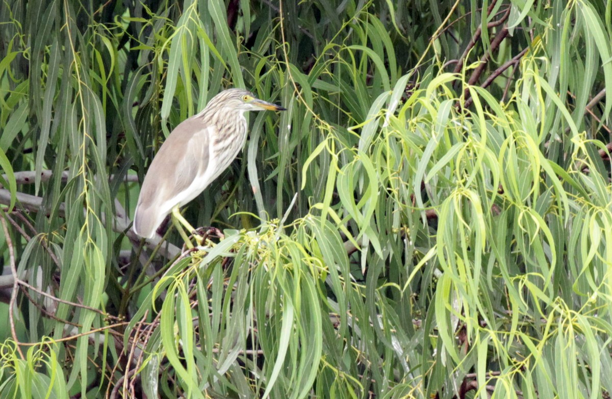 Chinese Pond-Heron - ML35853991