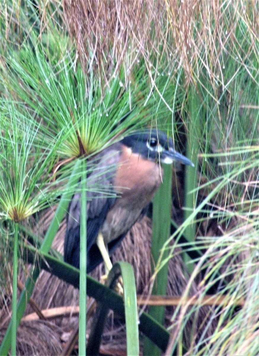 White-backed Night Heron - ML358540191