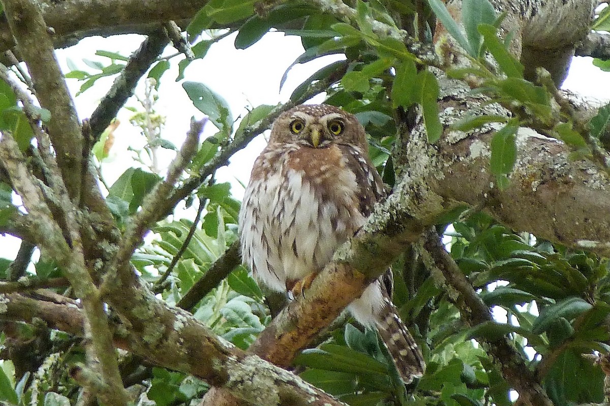 Pearl-spotted Owlet - ML358540351