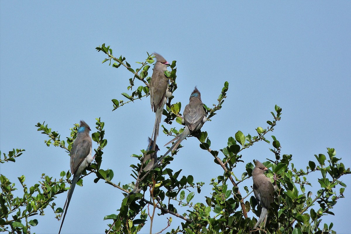 Blue-naped Mousebird - ML358540611