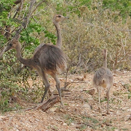 Greater Rhea - ML35854071