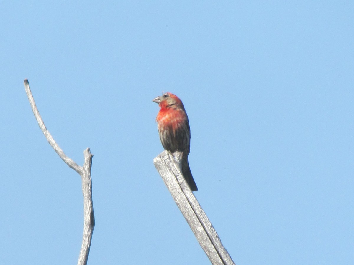House Finch - ML358540961