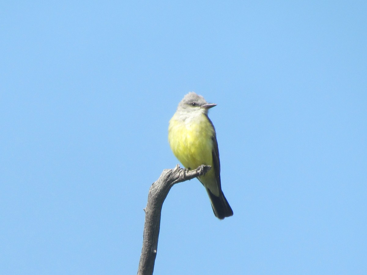 Western Kingbird - ML358541031