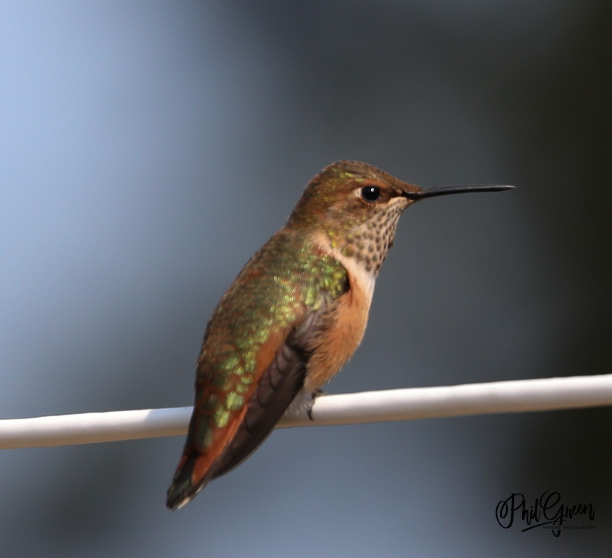 Rufous Hummingbird - Phil Green