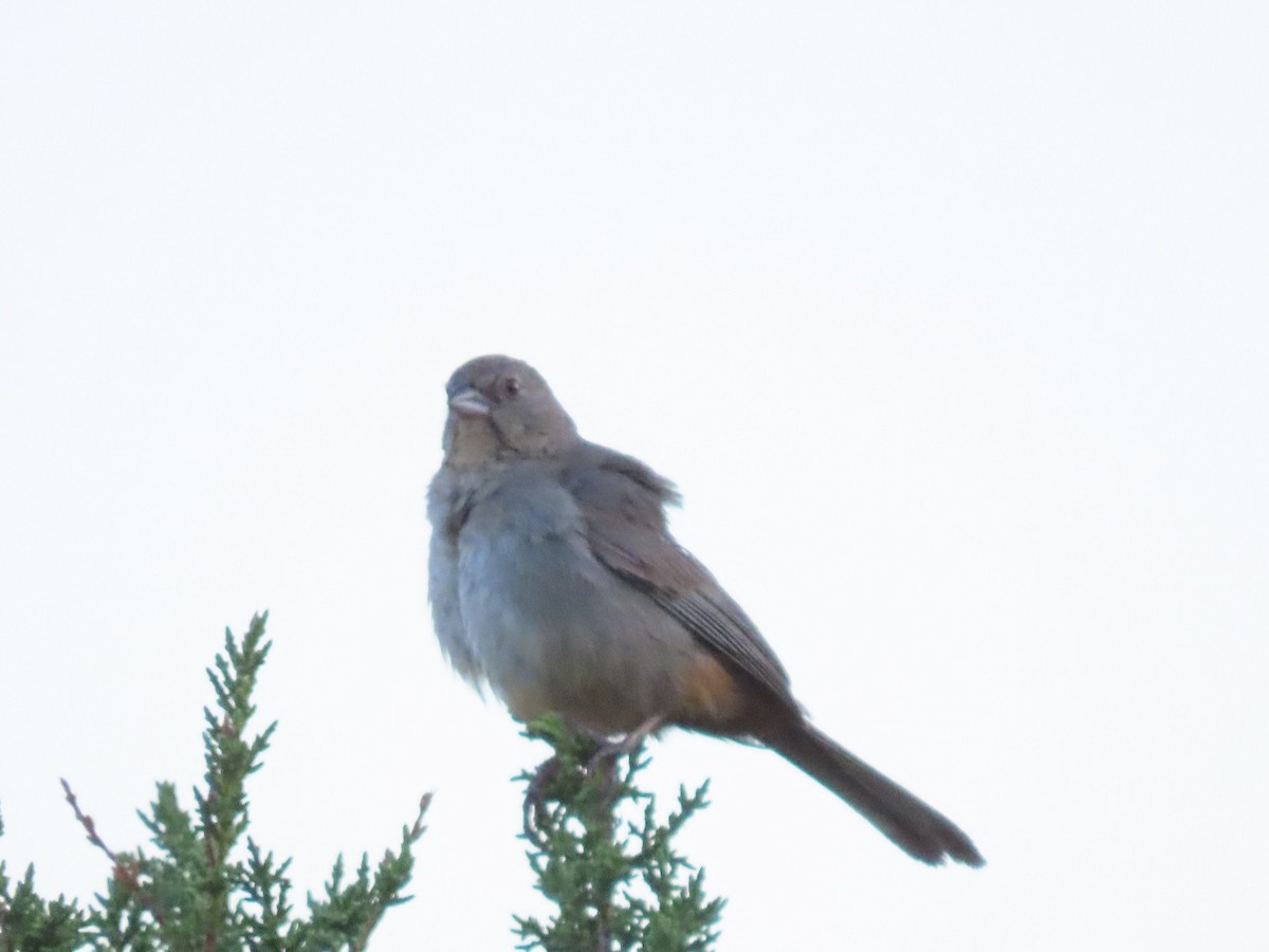 Canyon Towhee - ML358542611