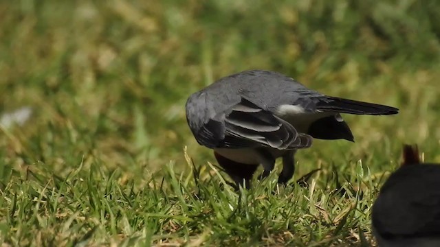 紅冠唐納雀 - ML358544151