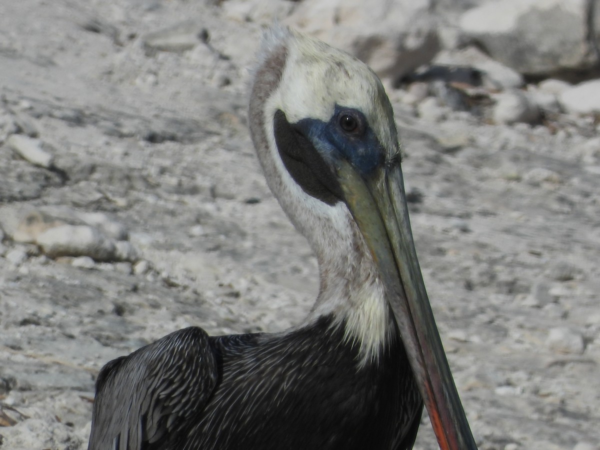 Brown Pelican - ML358544501