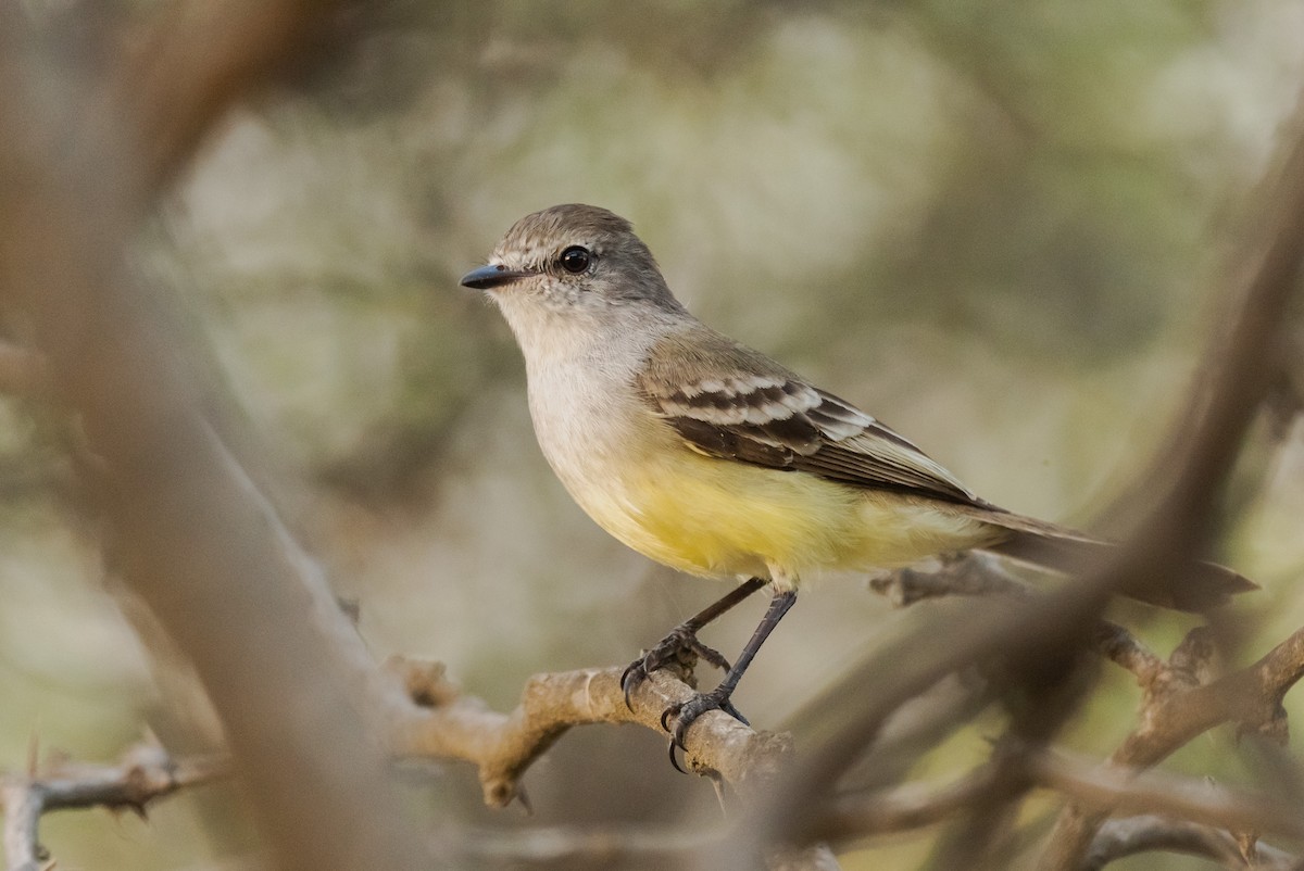 Northern Scrub-Flycatcher - ML358545081