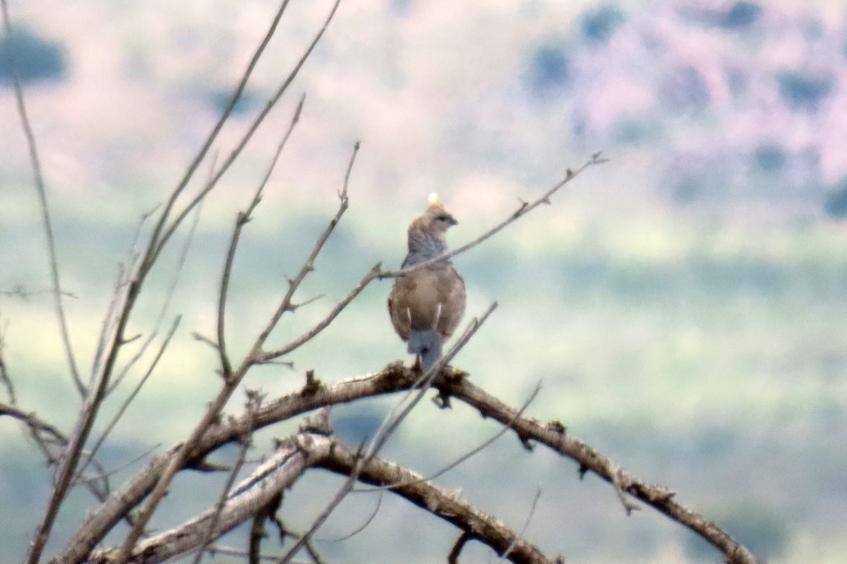 eBird Checklist - 25 Jul 2021 - The Chiricahua Desert Museum - 8 species