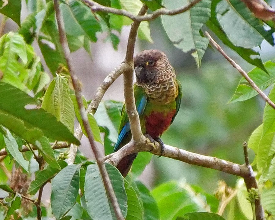 Bonaparte's Parakeet - Tini & Jacob Wijpkema