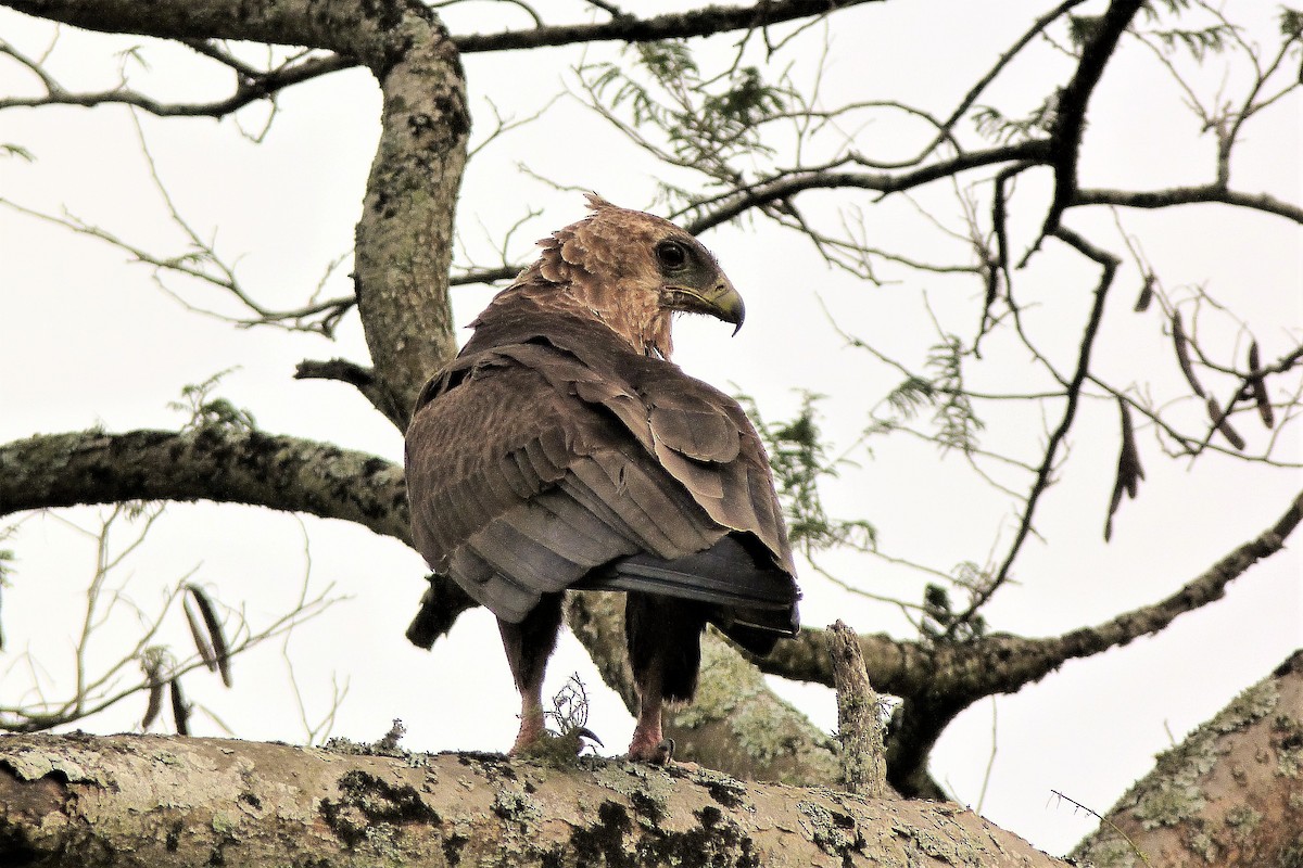 Wahlberg's Eagle - ML358545631