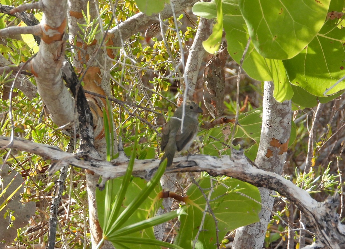 Black-faced Grassquit - Pam Rasmussen