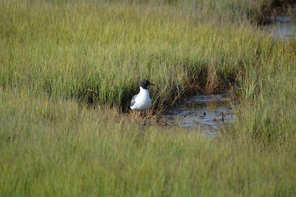 Laughing Gull - ML358546661