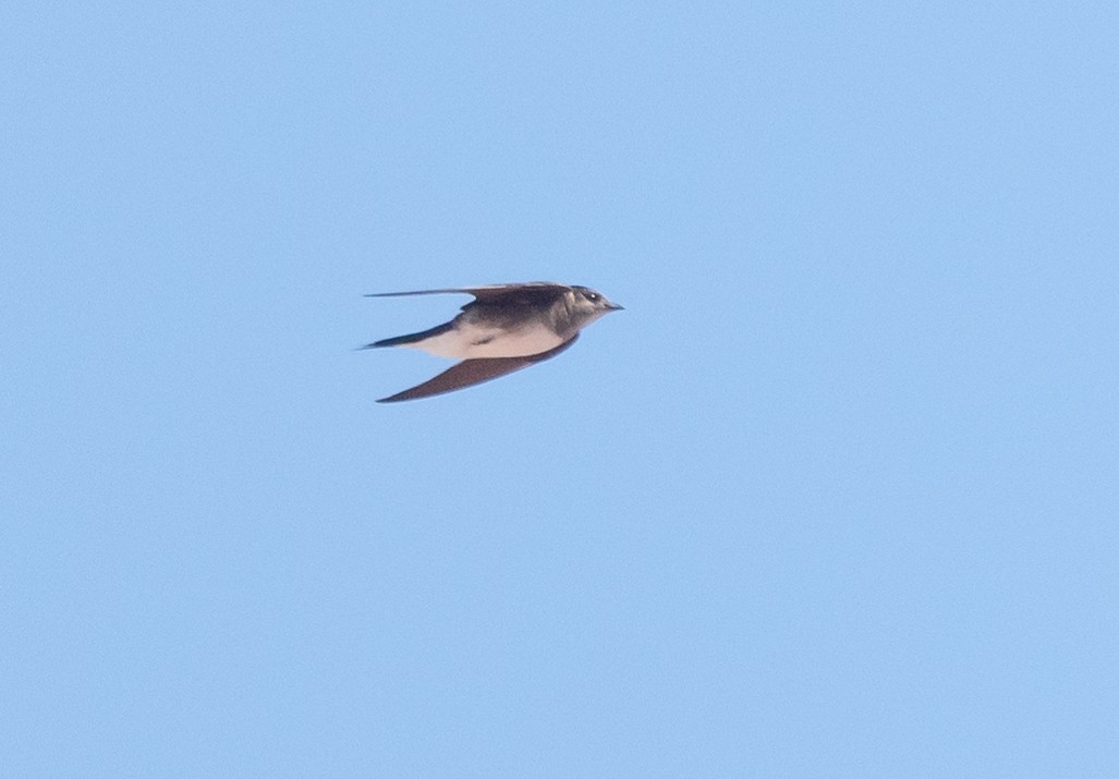 Golondrina Caribeña - ML358546921