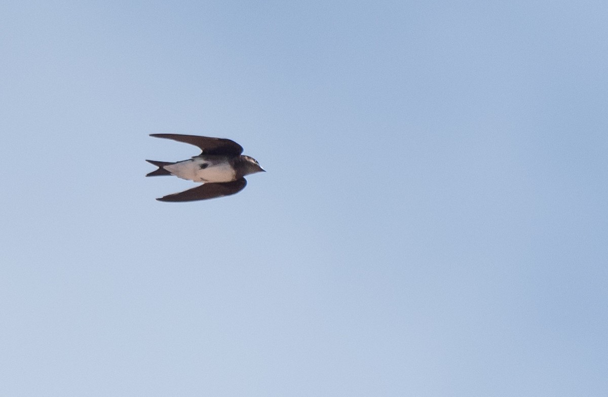 Golondrina Caribeña - ML358546981