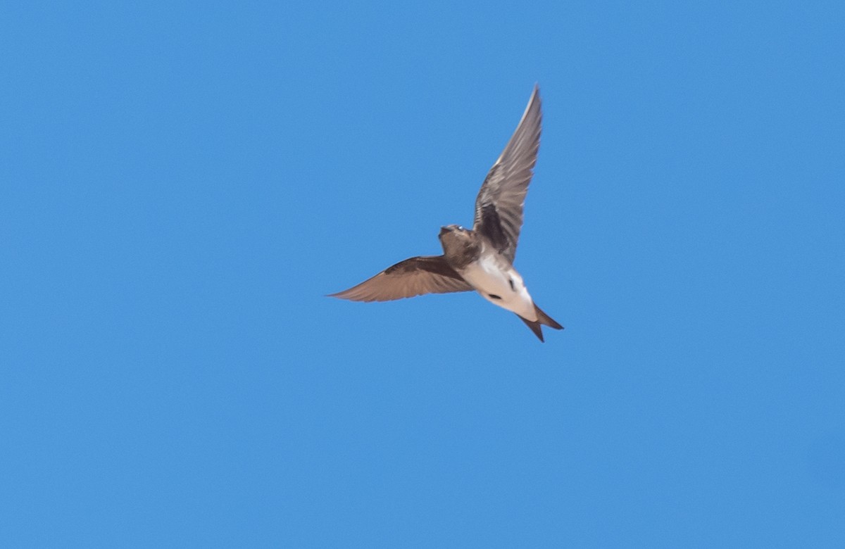 Golondrina Caribeña - ML358547011